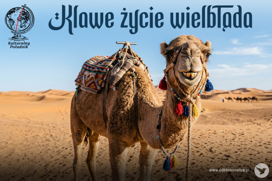 Grafika promująca spotkanie z podróżnikiem. Grafikę stanowi zdjęcie wielbłąda. Widać za nim pustynie i błękitne niebo. Zwierzę patrzy na wprost. U góry, na środku napis z tytułem spotkania: „Klawe życie wielbłąda”. W lewym górnym rogu logotyp Kulturalnego Południka: czarne kontury globusa z czerwonym południkiem. Pod spodem czarny napis: „KULTURALNY POŁUDNIK”. W prawym dolnym rogu szary napis: www.ddkbronowice.pl, obok napisu mały koliber na szarym tle.