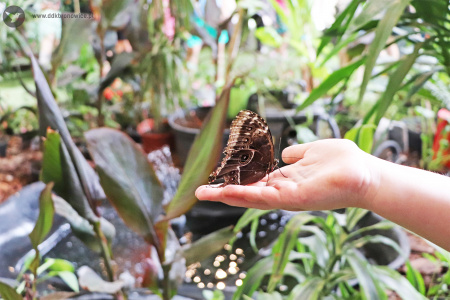 Kolorowe zdjęcie. Motyl siedzi na dłoni dziecka. W tle rośliny zielone.