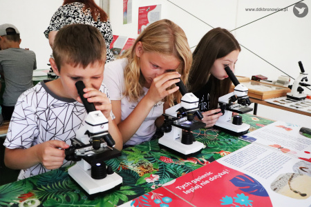 Kolorowe zdjęcie. Dzieci siedzą przy stoliku i wpatrują się w mikroskopy.