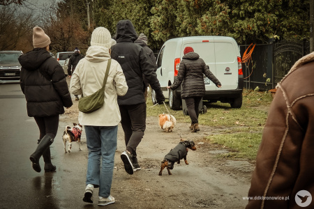 Psi spacer. Pogoda deszczowa. Na pierwszym planie widać jamnika.