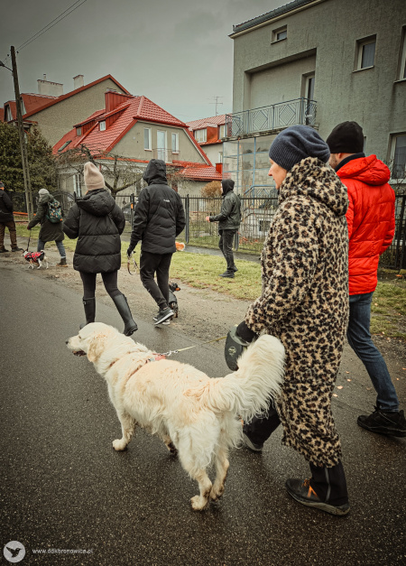 Uczestnicy na spacerze ze swoimi psami. Na pierwszym planie widać dużego psa - golden retriver.