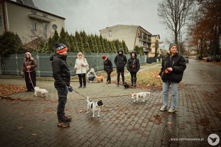 Grupa stoi na spacerze. Krótka przerwa. Psy biegają i chodzą wokół uczestników.